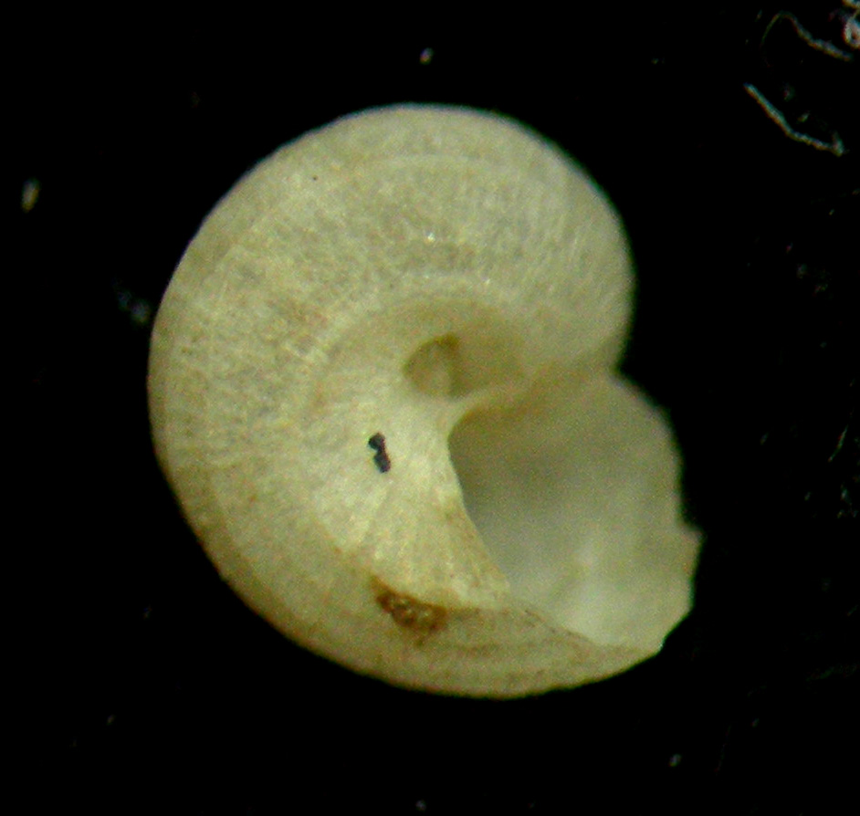 Danilia sp. juv.